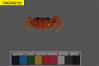 藏品(斯氏沙蟹)的圖片